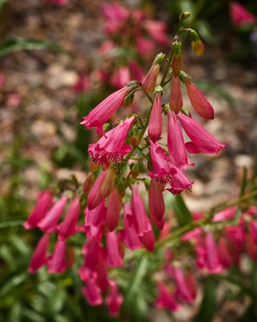 pink flowers Jordan Valley Conservation Garden Park, West … Flickr