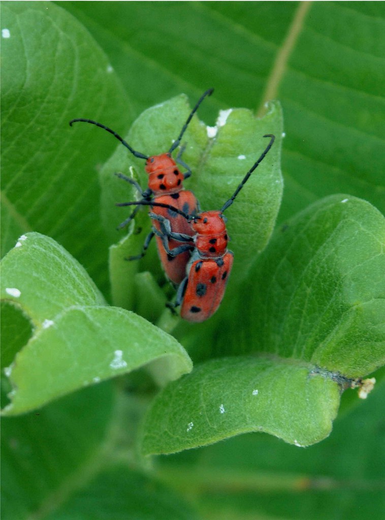 LOVE BUGS after eating ,the bugs make love, then they eat,… Flickr