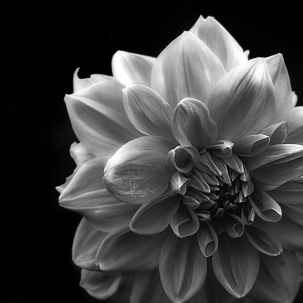 Black And White Flower Taken in the Muséhagen (part of the… Flickr