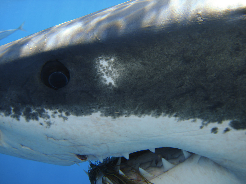 Great White Shark Eyes and Teeth This is my buddy Cal