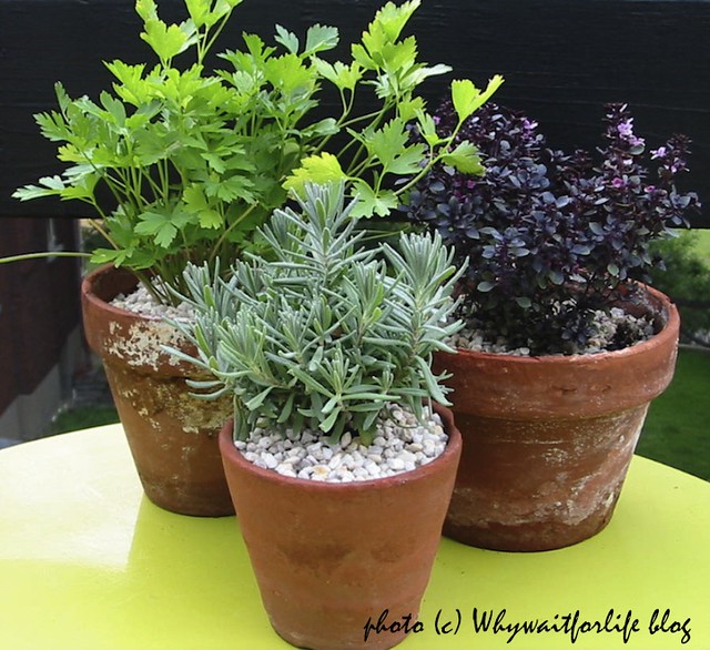 Potted Herbs