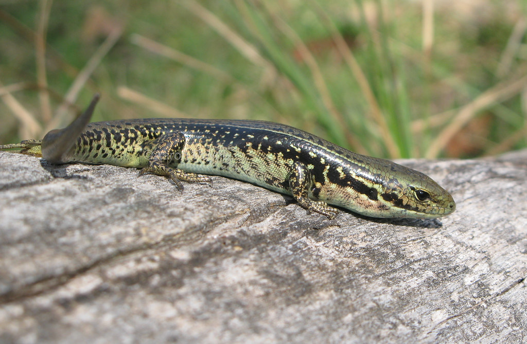 Alpine Water Skink (Eulamprus kosciuskoi) Alpine Water
