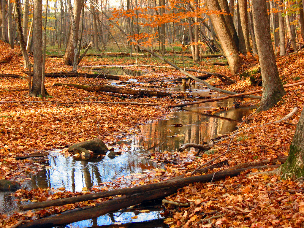 Northern Hardwood Forest October, 2008. Clare County, Mich… Flickr