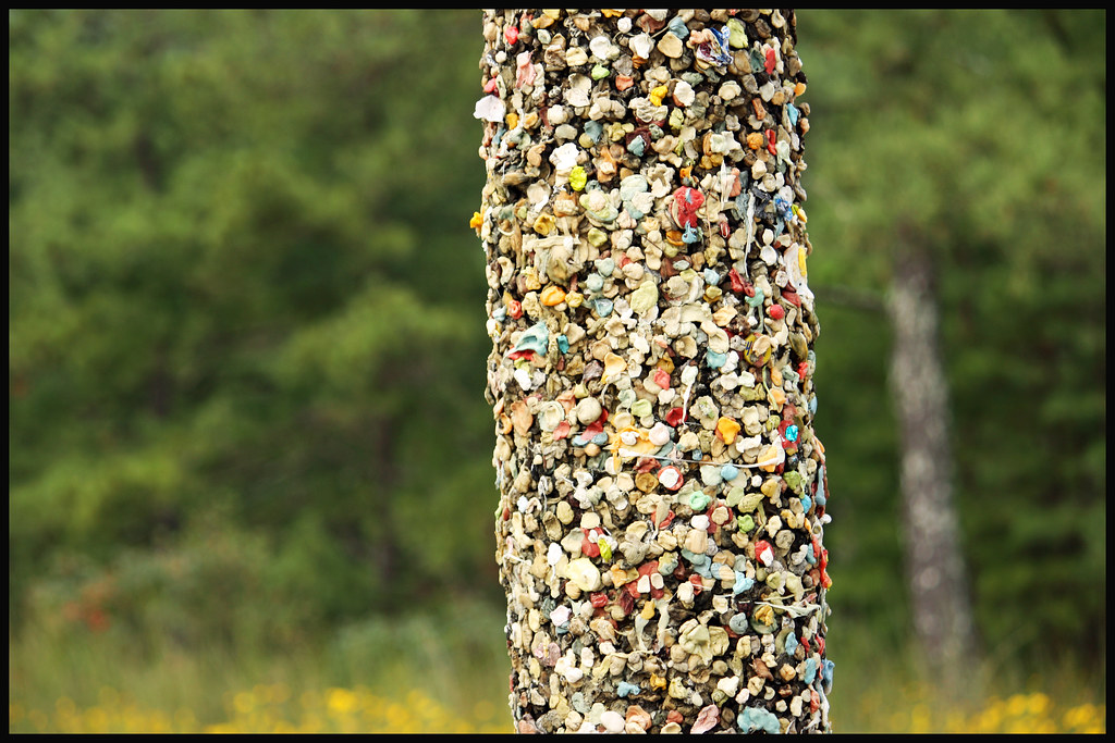 Chewing Gum Tree chewing gum tree praveenpn Flickr
