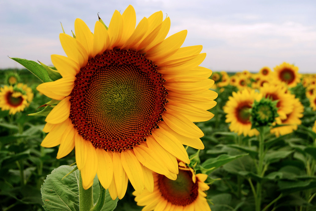 Sunflower One of the thousands of sunflowers grown each ye… Flickr