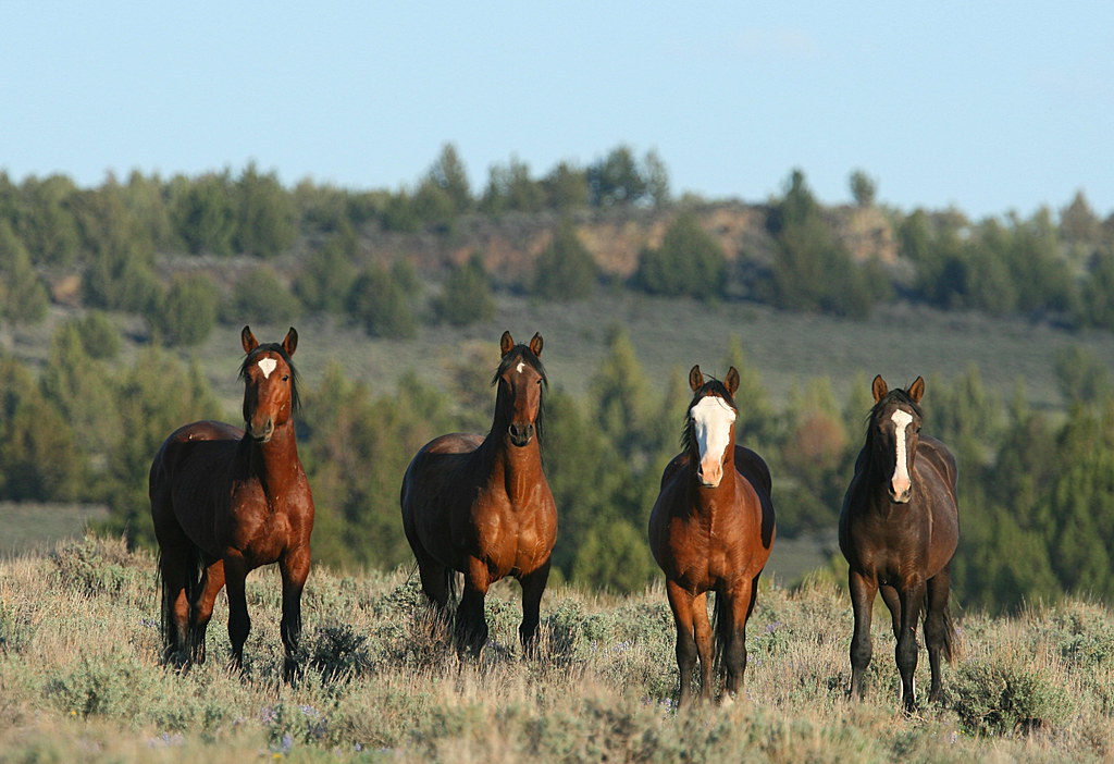 Oregon wild horses john wheland Flickr