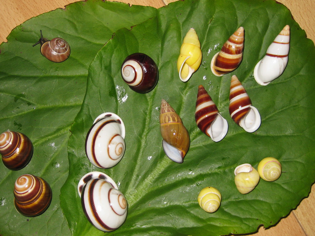 Philippine land snails a part from my Philippine land snai… Flickr