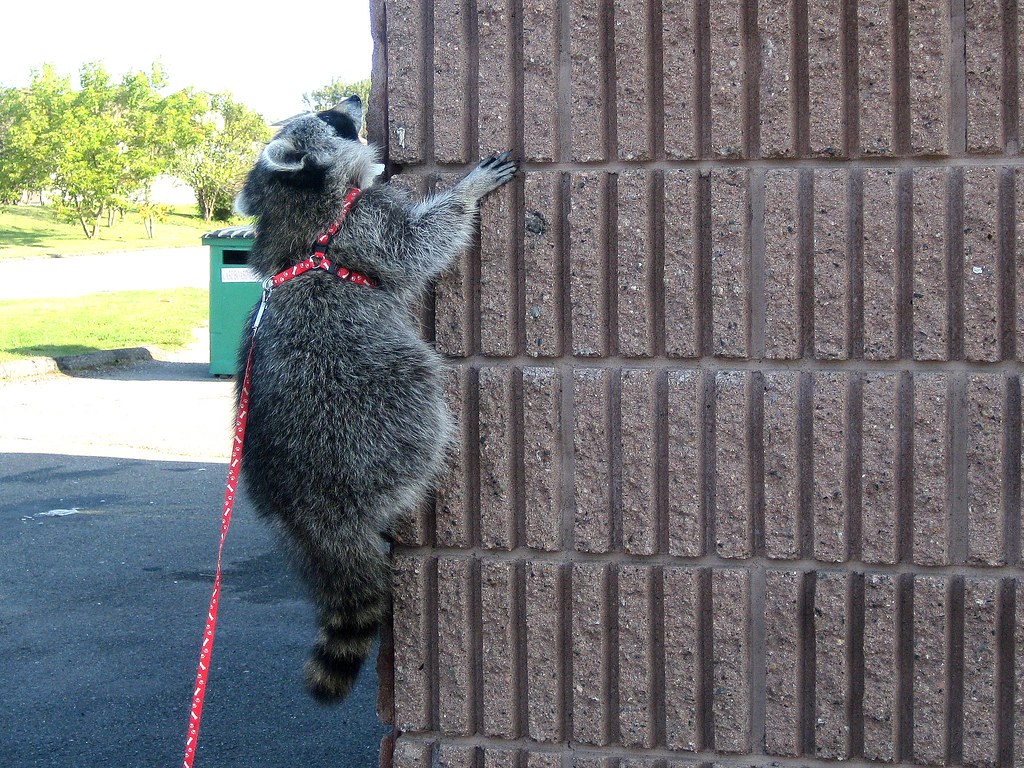 Raccoon on a harness Climbing up the wall SudsMuffinCanada Flickr