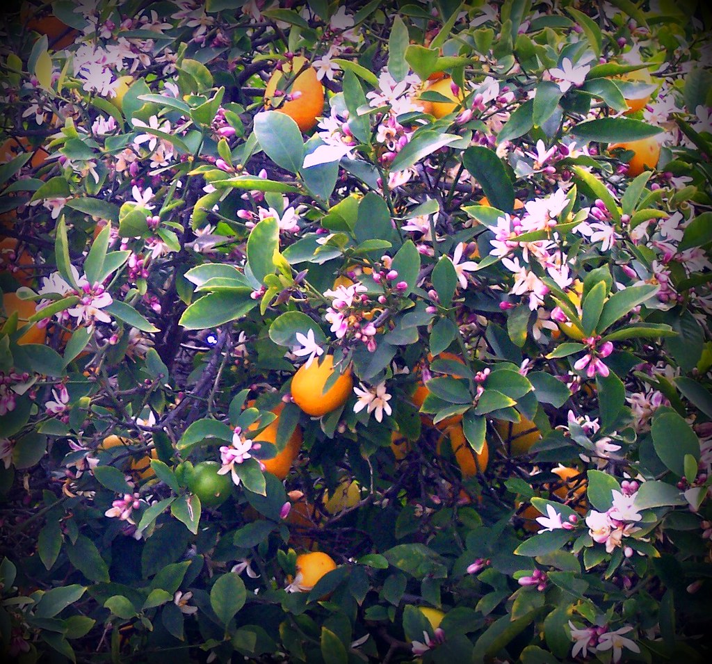 Lemon Tree in southern California Lemon tree in our backya… Flickr