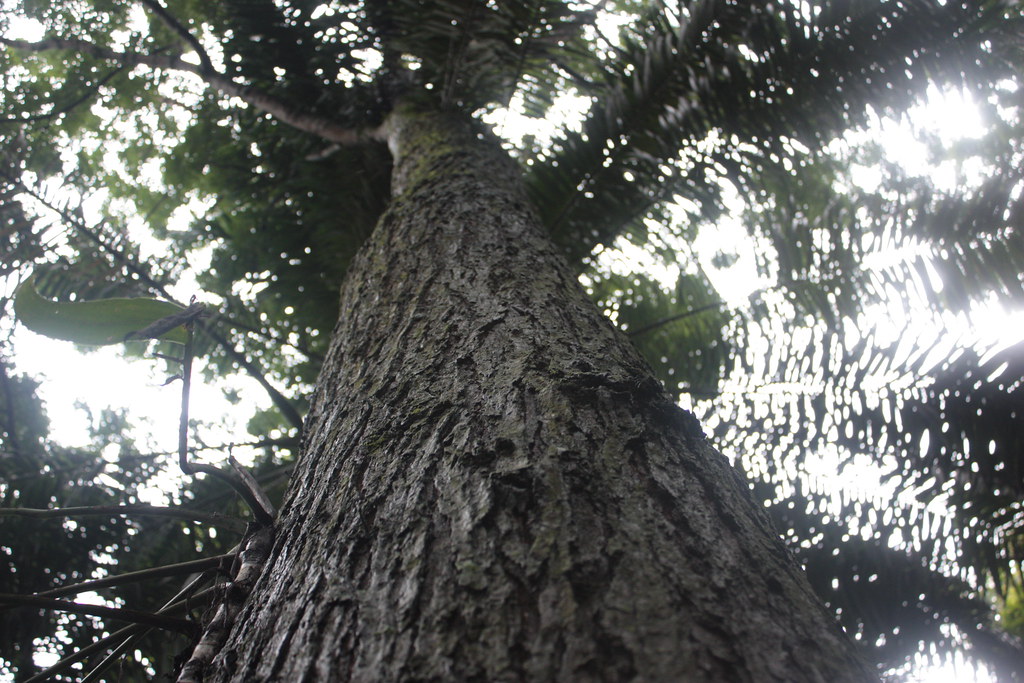 narra tree sumakwel Flickr