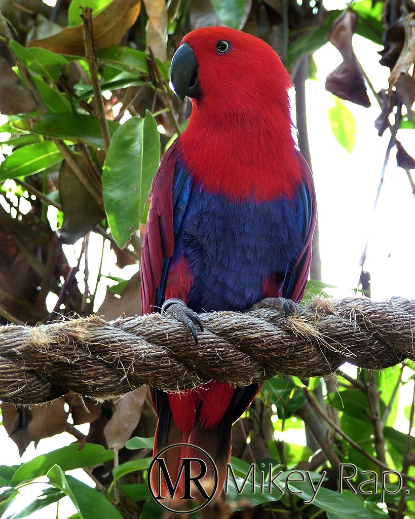 Eucalyptus Parrot Taken at Barbados Graeme Hall Nature San… Michael