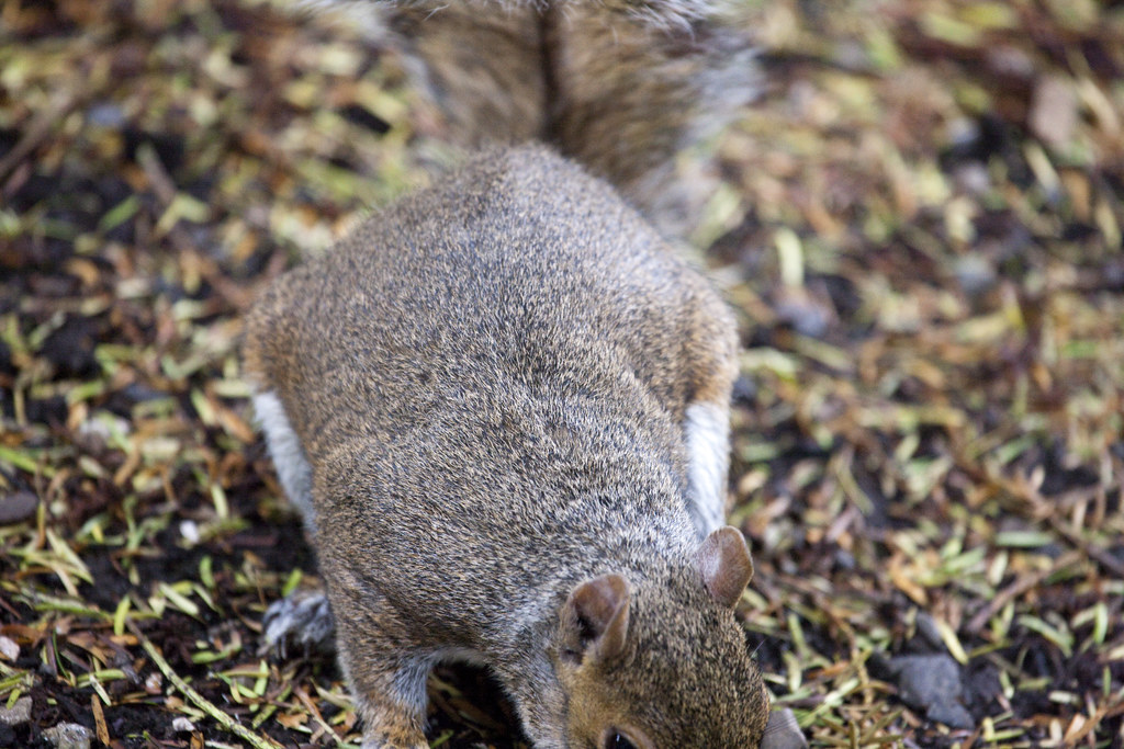 Botanic Gardens Resident Grey Squirrel There are two typ… Flickr