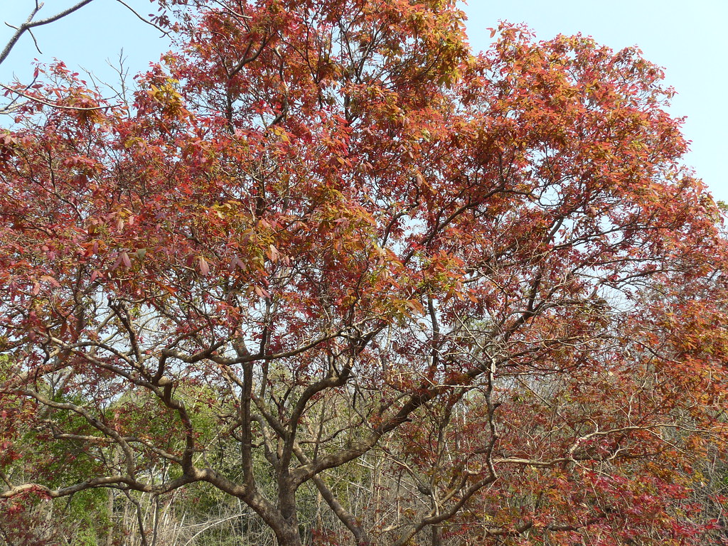 Puuvanam (Malayalam പൂവണം) Sapindaceae (soapberry family)… Flickr