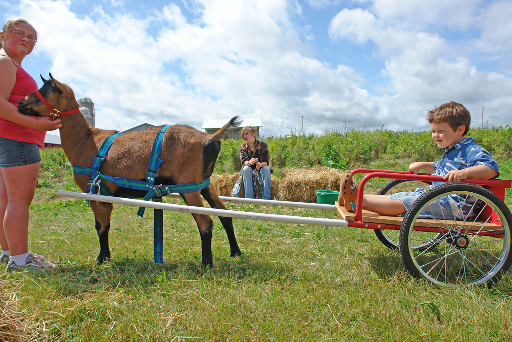 goat cart race pugn0ir Flickr