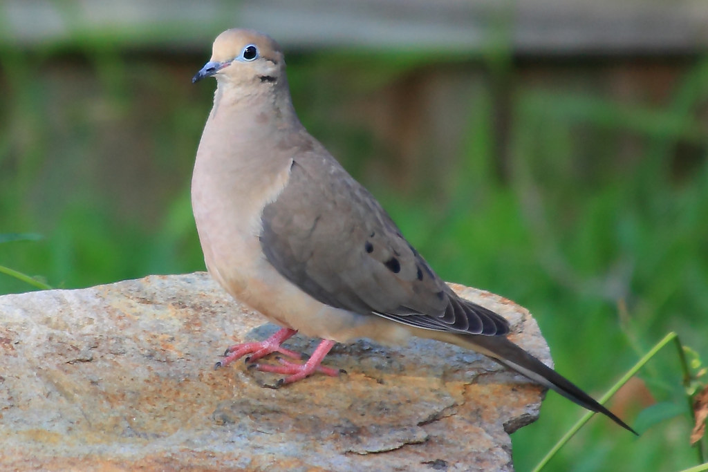 Morning Dove Carrollwood Village Tampa, Florida 33624 It i… Flickr
