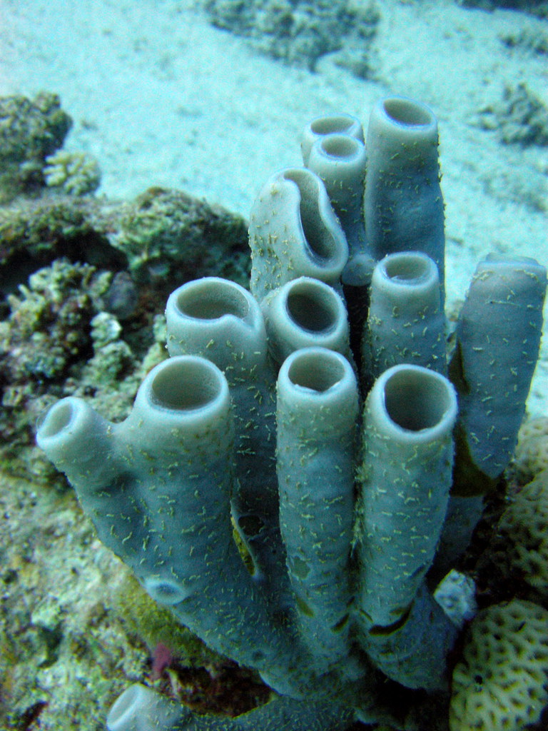 Tube sponges on coral reef Matt Kieffer Flickr