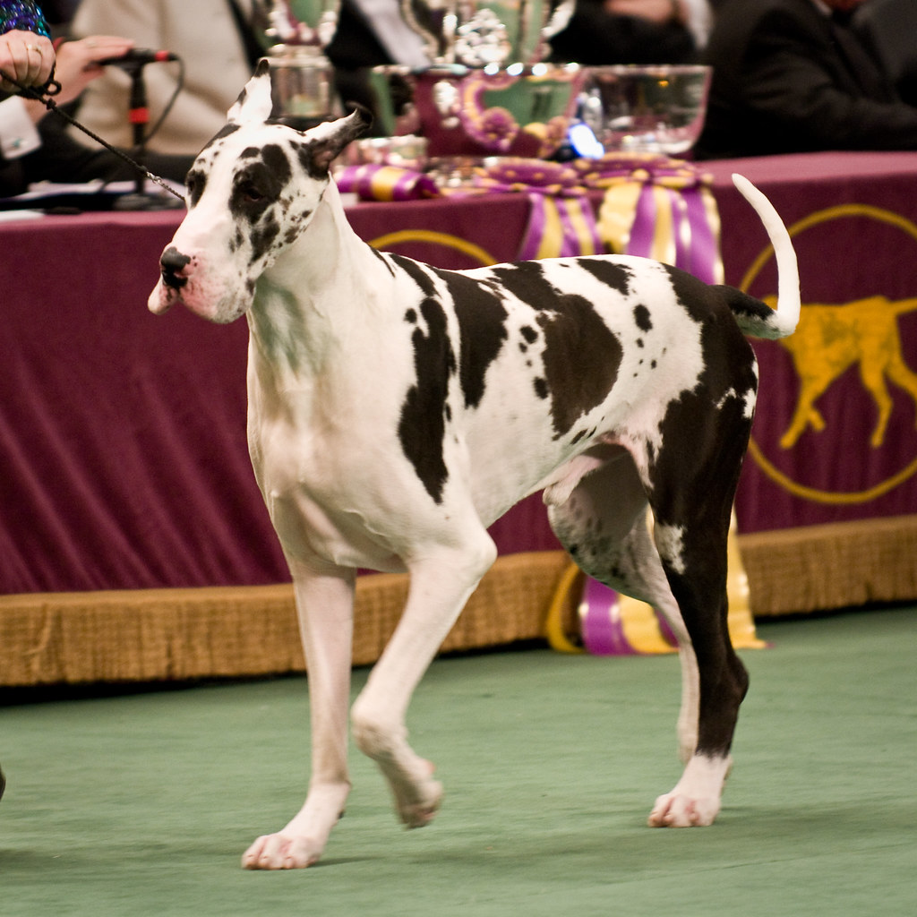 Great Dane Tuesday, February 10, 2009 133rd Westminster Do… Flickr
