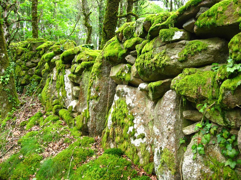 Mossy stone wall There must be thousands of kilometres of … Flickr