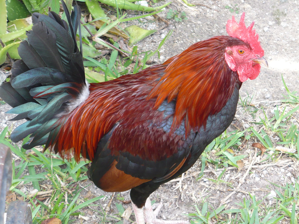 Wild Rooster in Key West A dangerous animal! Stay clear. ;… Flickr