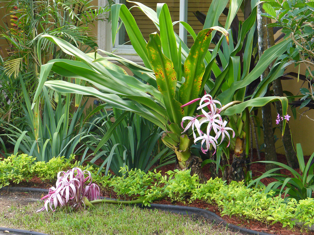 Crinum augustum 'Queen Emma' cultivated, South Miami, Flor… Flickr