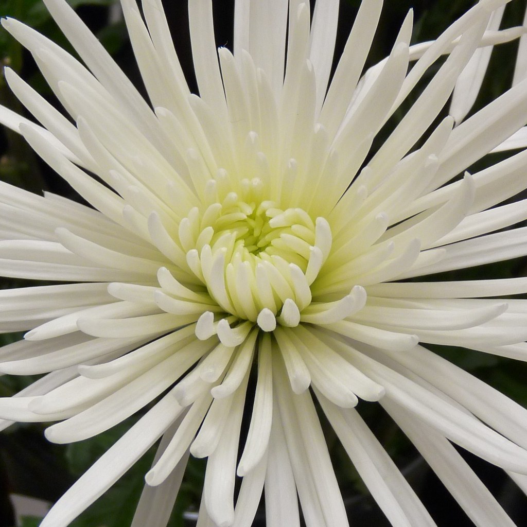 White Spider Chrysanthemum A really spiffy looking flower,… Flickr