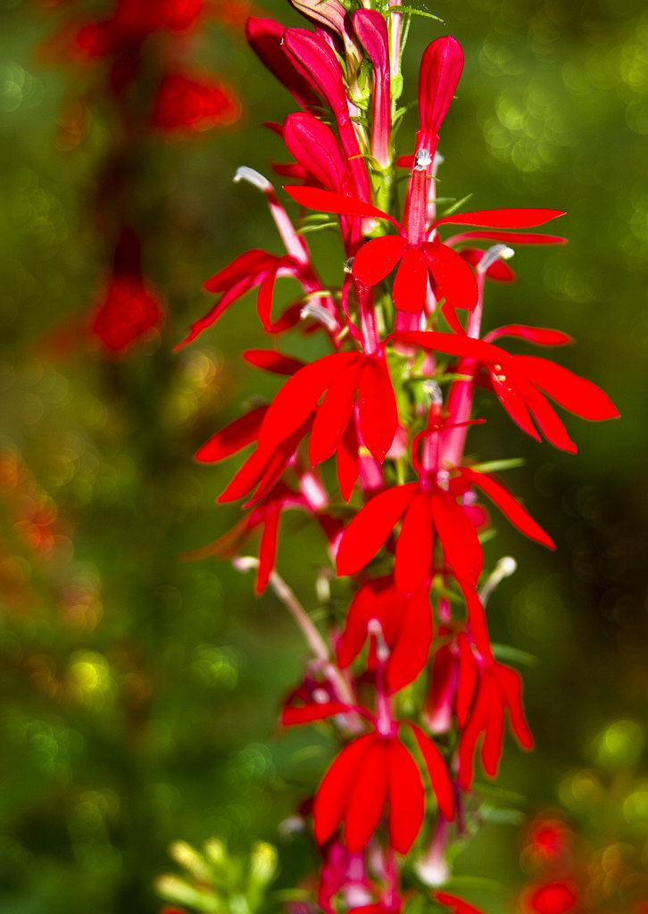 Wildflower Red Don't know the name of this red wildflower.… Flickr