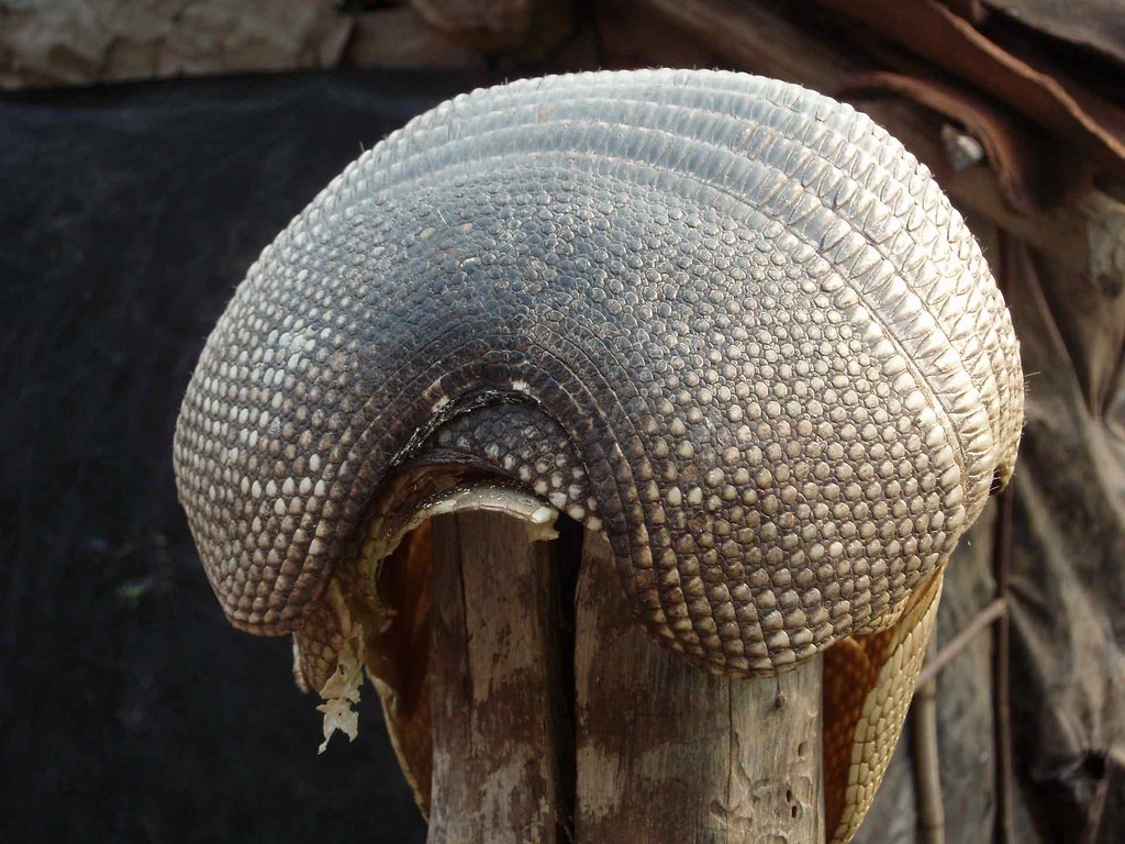 Cáscara de armadillo Armadillo shell; cerca de San Juan … Flickr