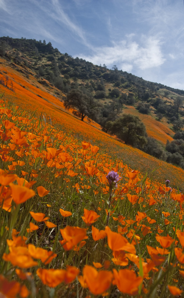 Merced Canyon Wild Flowers Merced Canyon Wild Flowers in M… Flickr