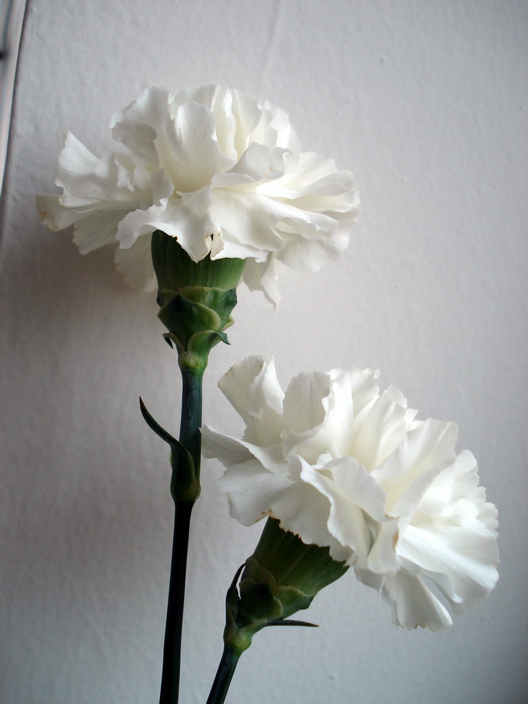 Dos claveles blancos Milena_M Flickr