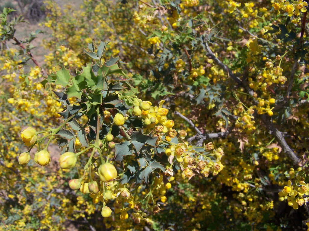UTAH HOLLY FLOWERS Utah Holly(Mahonia fremontii) flowers. … Flickr