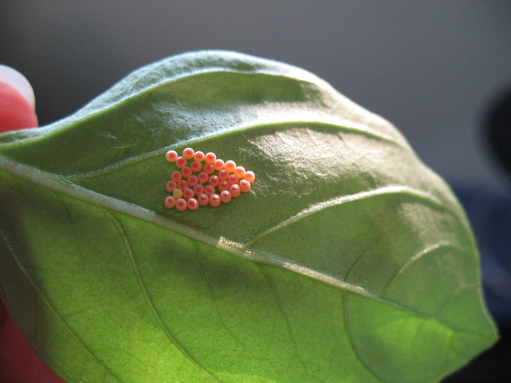 ladybug eggs on basil These eggs turned into some tiny lar… Flickr