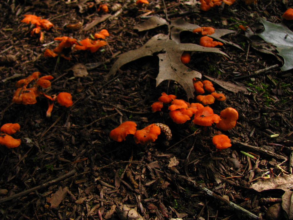 Mushrooms Bright orange mushrooms growing in the deep shad… Flickr