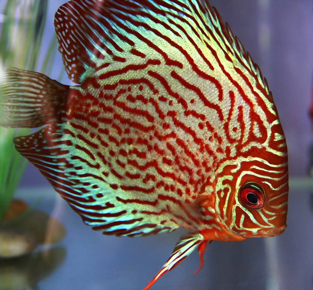 Discus fish in an aquarium See more of my discus fish shot… Flickr
