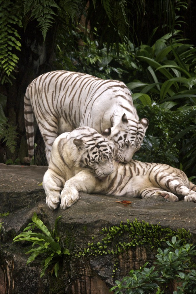 White tiger love Think this is going to be my favourite at… Flickr