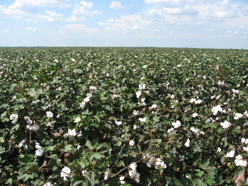 Cotton Fields, U.S. 65, Tensas Parish, Louisiana (4) Flickr