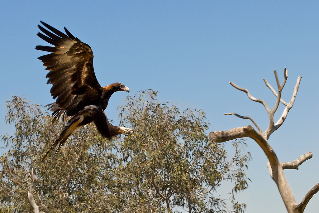 Eagle Landing Another photo from the Free Flight Bird Show… Flickr