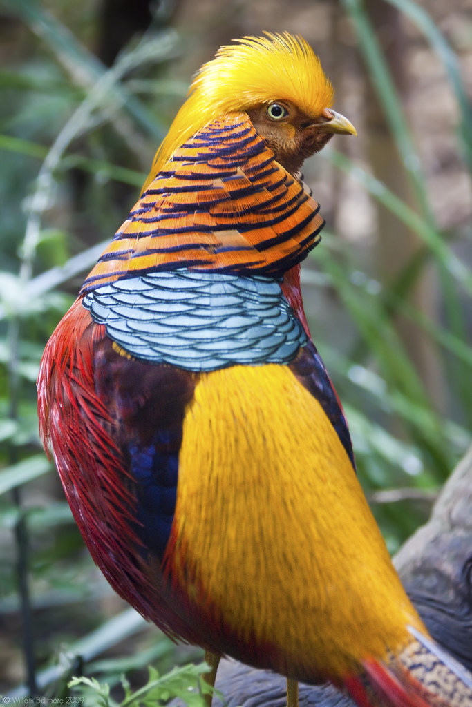 Golden Pheasant Redbubble Blog Twitter Live Journal … Flickr
