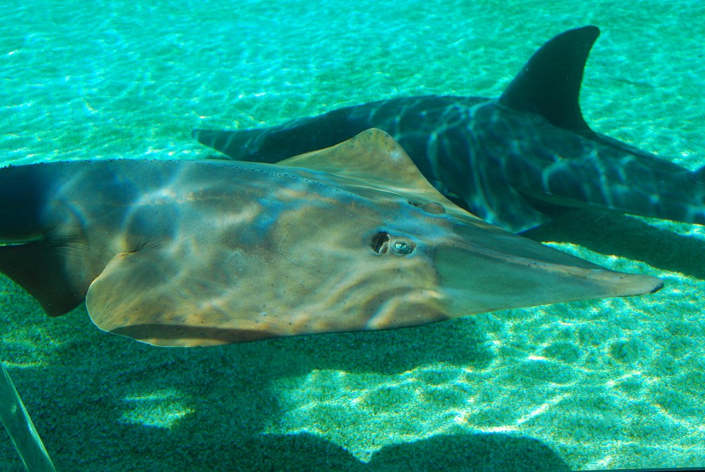 Shovel Nose Shark Rob Lawson Flickr