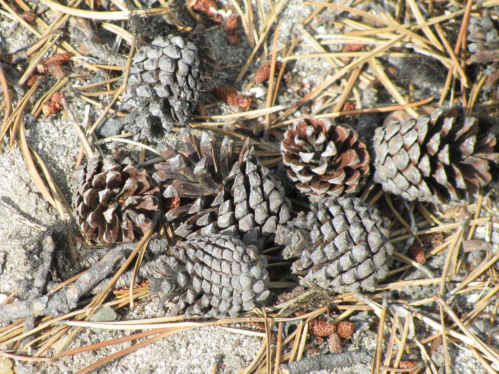 Pinus contorta (Lodgepole Pine) fruit Cones of Lodgepole… Flickr