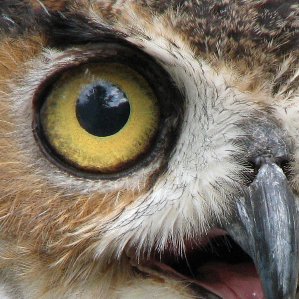 the eyes have it Great Horned Owl Definitely Best Viewed L… Flickr