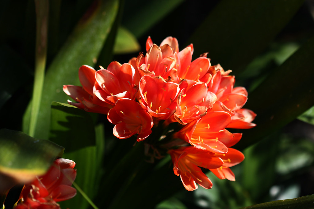 Cluster of Orange Flowers Stowe Flickr