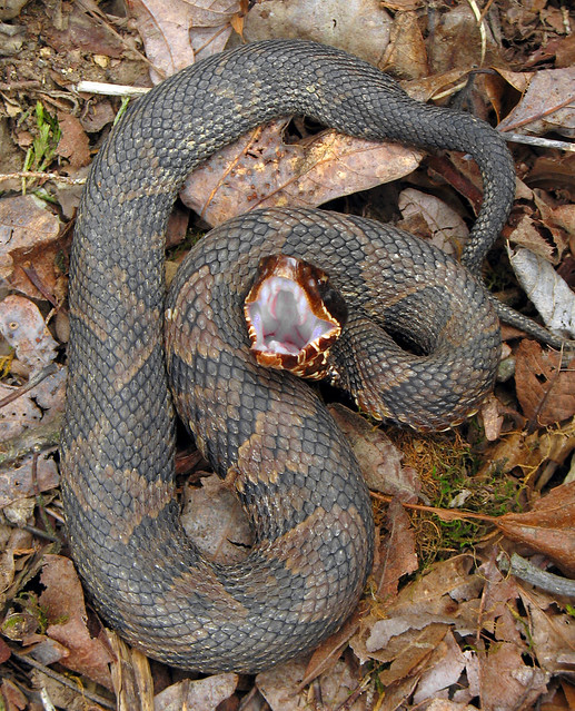 Western Cottonmouth Flickr Photo Sharing!