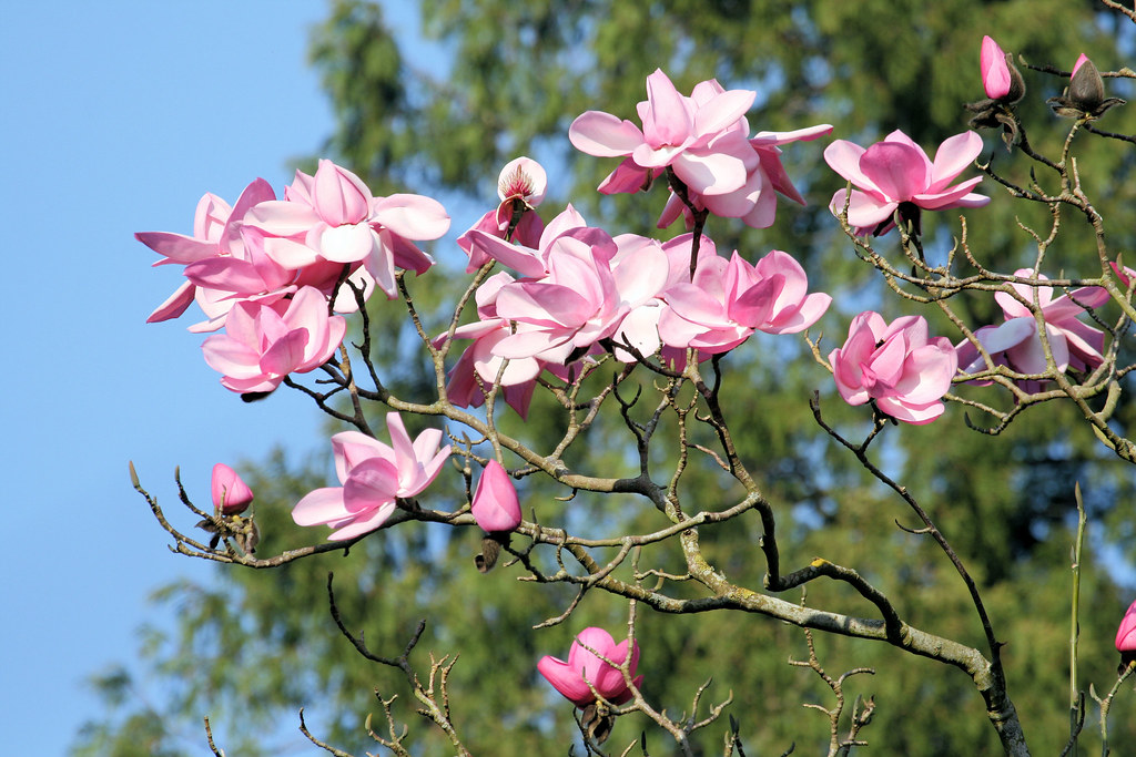 Pink Magnolia tree Pink Magnolia tree IMG_7032 1 Ruth Hallam Flickr