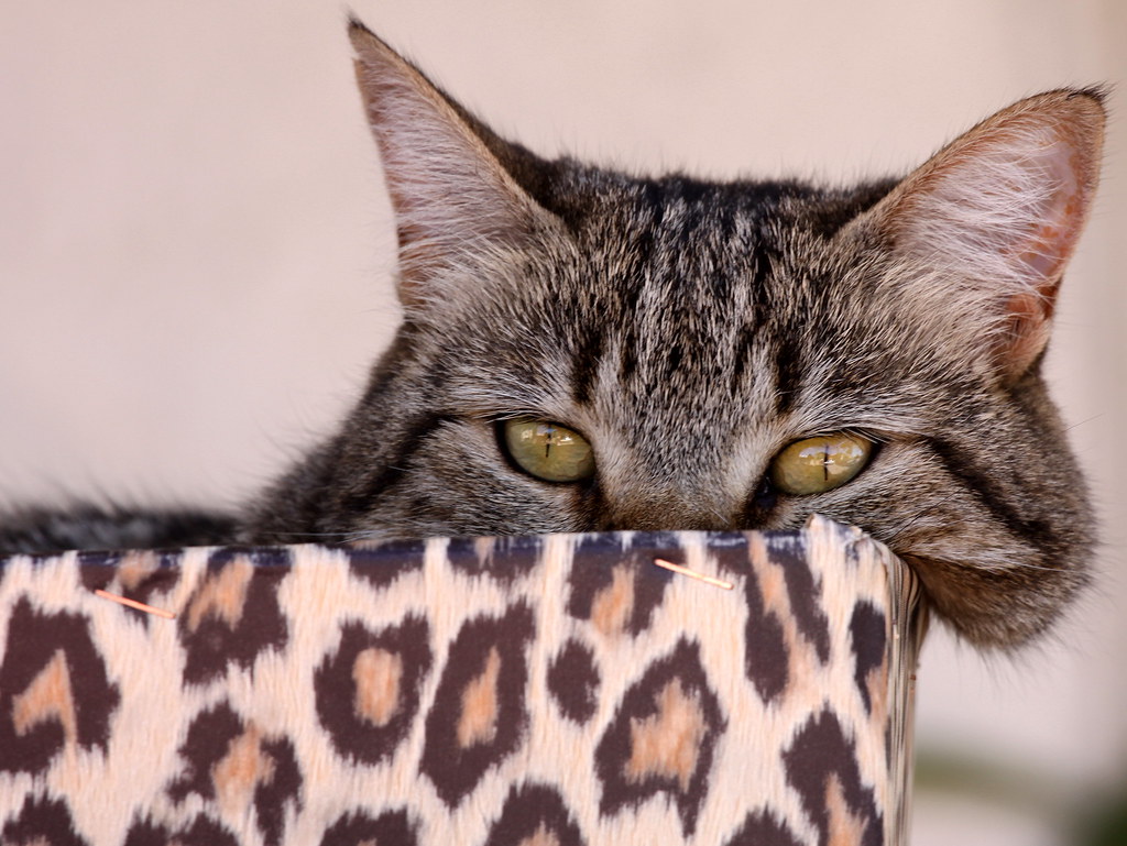 catnap in a cat's cradle perhaps..... jenny downing Flickr