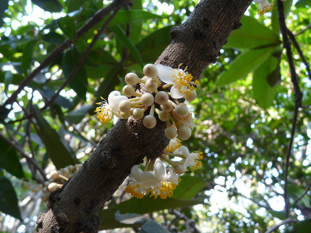 Surangi (Marathi सुरंगी) Clusiaceae (garcinia family) » M… Flickr
