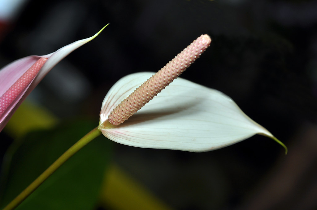 Peace Lily, White Anthurium Dan McManus Flickr