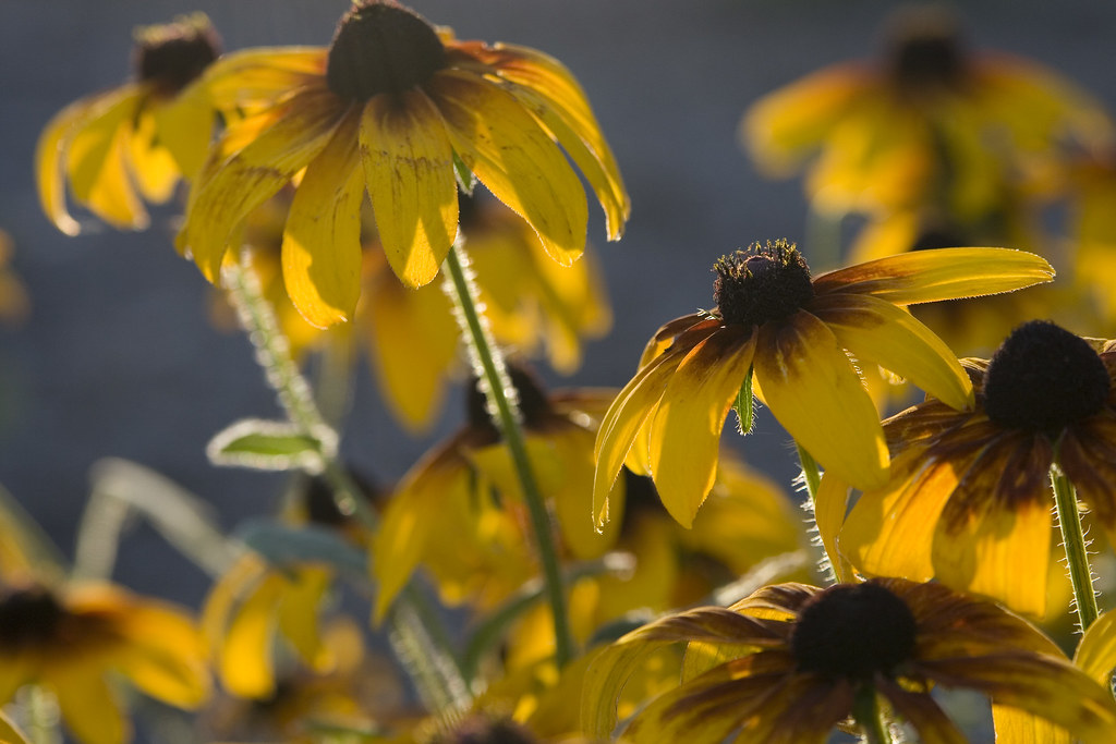 Wilting daisies in the right light The drought conditions … Flickr