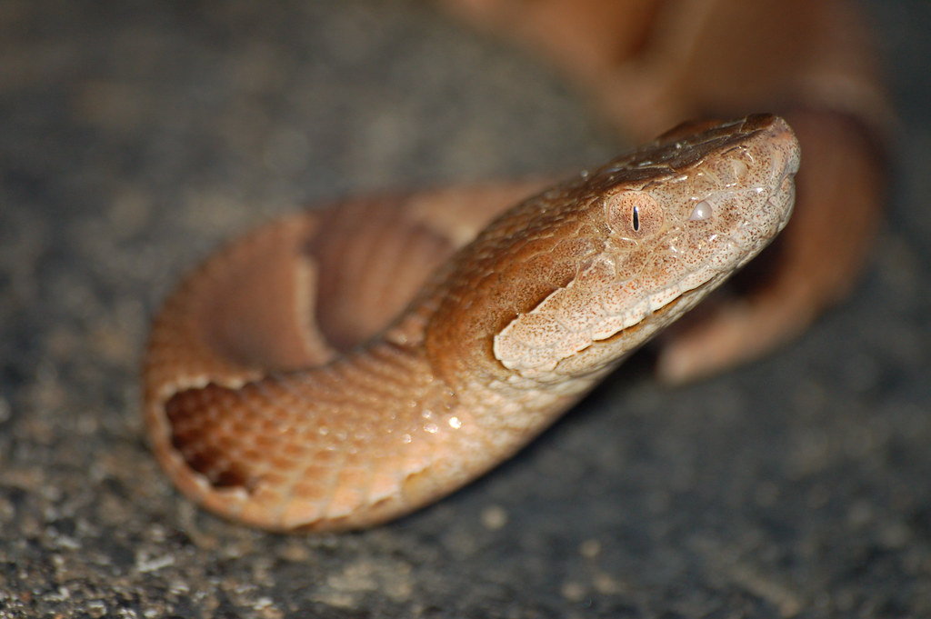 Copperhead Snake THis juvenile Copperhead Snake was gather… Flickr