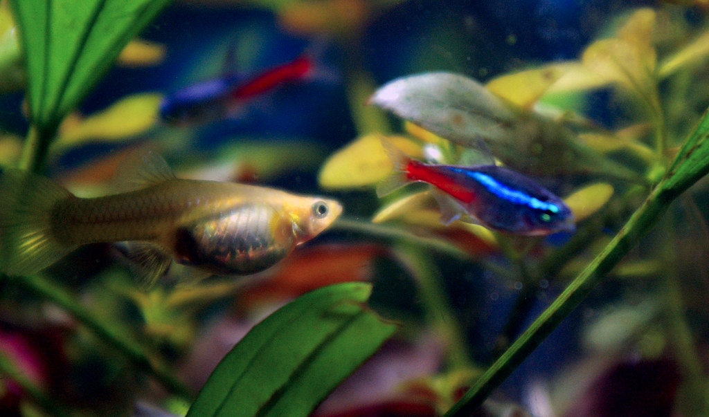 Female guppy chasing Neon Tetra Brian Ballard Flickr