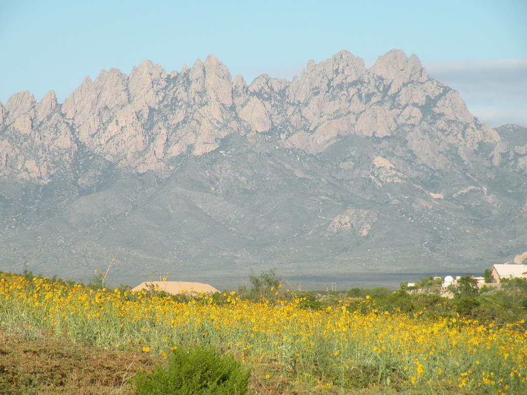 Spring Wildflowers in Las Cruces Spring has arrived in Las… Flickr
